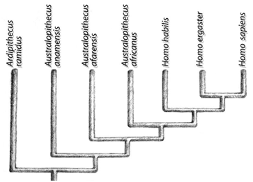 Evolution Homo in Africa