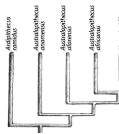 Evolution of Humanity in Africa