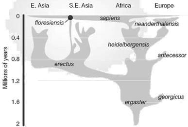 Evolution of humanity